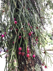 Rhipsalis neves-armondii
