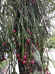 Rhipsalis neves-armondii