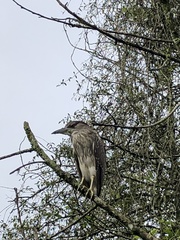 Nycticorax nycticorax