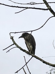 Nycticorax nycticorax
