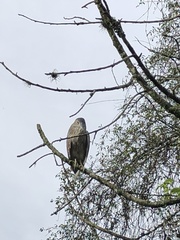 Nycticorax nycticorax