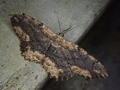 Microcalicha fumosaria