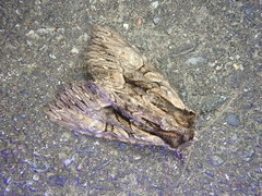 Mniotype melanodonta