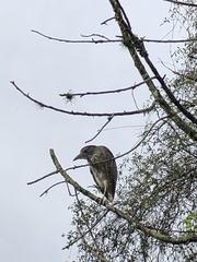 Nycticorax nycticorax