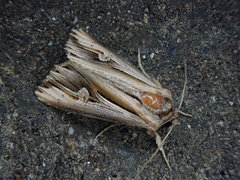 Actinotia intermediata