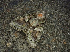 Dryobotodes intermissa