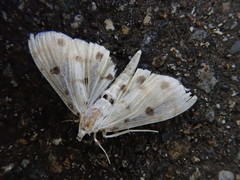 Pycnarmon lactiferalis