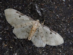 Eupithecia abietaria