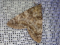 Catocala connexa
