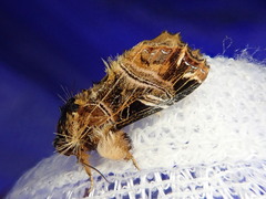 Callopistria repleta