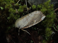 Xanthocosmia jankowskii