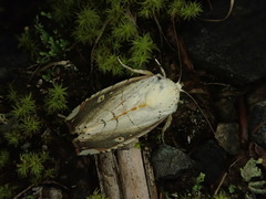 Xanthocosmia jankowskii