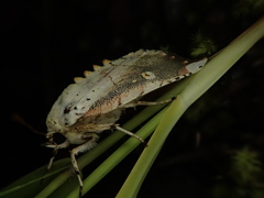 Xanthocosmia jankowskii