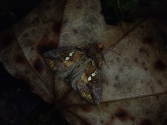 Antoculeora locuples