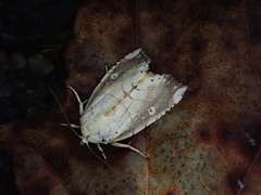 Xanthocosmia jankowskii