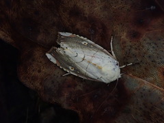 Xanthocosmia jankowskii