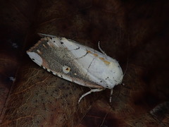 Xanthocosmia jankowskii