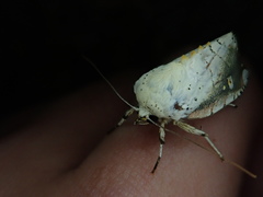 Xanthocosmia jankowskii