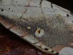 Xanthocosmia jankowskii