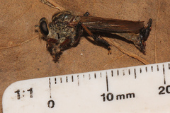 Dolopus simulans