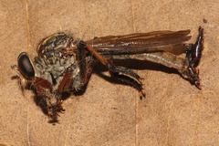 Dolopus simulans