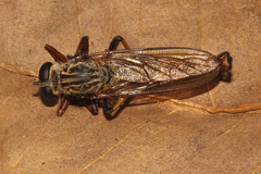 Dolopus simulans