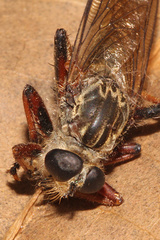 Dolopus simulans