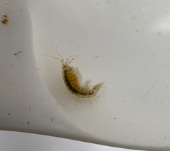 Gammarus daiberi