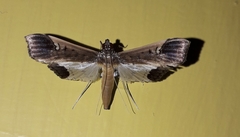 Maruca amboinalis