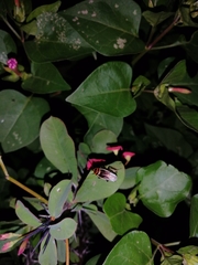 Pseudomops interceptus