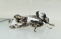 Archaeoses polygrapha