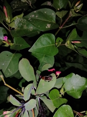 Pseudomops interceptus