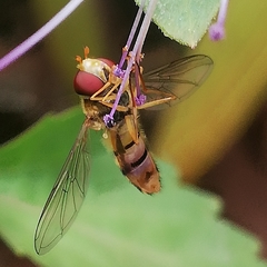Episyrphus balteatus