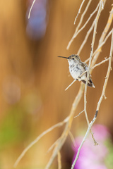 Calypte costae