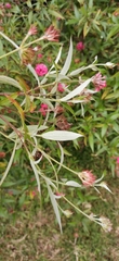 Arachnothryx leucophylla