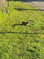 Sylvilagus floridanus