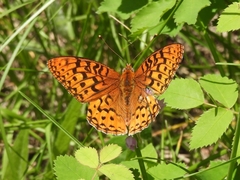 Speyeria coronis halcyone