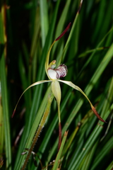 Caladenia hastata