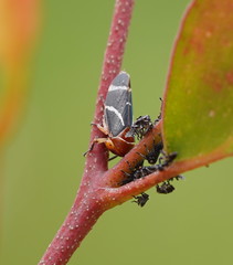 Eurymeloides bicincta