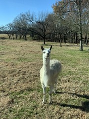 Lama