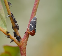 Eurymeloides bicincta