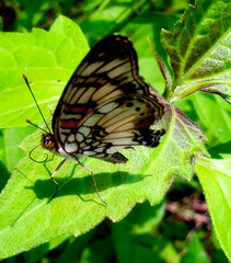 Junonia sophia sophia