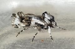Archaeoses polygrapha