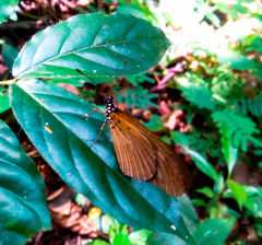Acraea lycoa