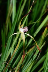 Caladenia hastata