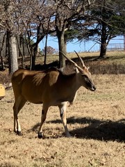 Tragelaphus