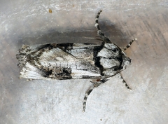 Archaeoses polygrapha