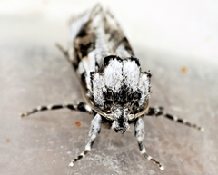 Archaeoses polygrapha