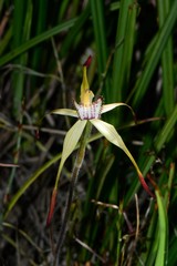 Caladenia hastata