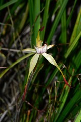 Caladenia hastata